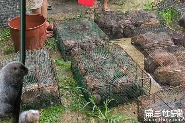廣東竹鼠銷(xiāo)路