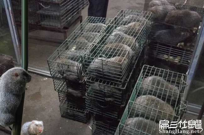 國內竹鼠銷(xiāo)量排名榜