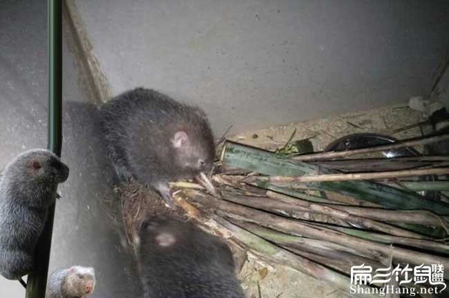 竹鼠養殖難度