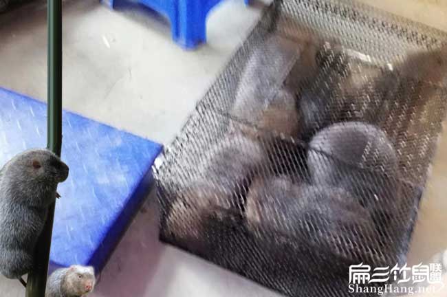 竹鼠銷(xiāo)售