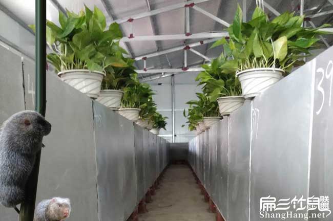龍巖竹鼠舍建設