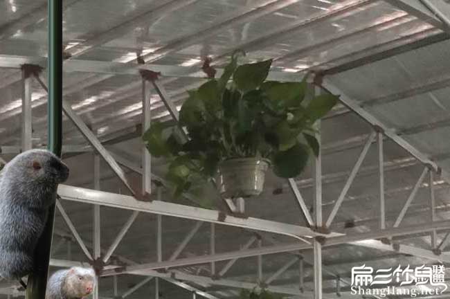 竹鼠鋼結構