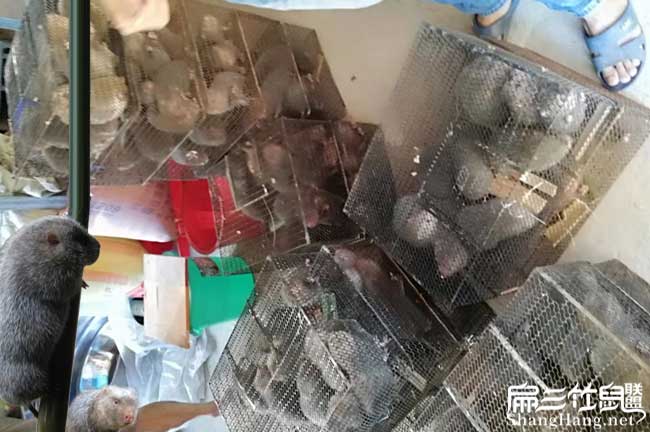 北碚竹鼠養殖