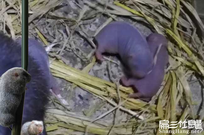 內蒙古竹鼠養殖種苗價(jià)格(赤峰通遼呼和浩特包頭烏海)