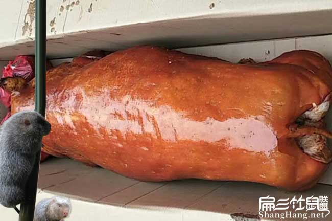 云霄竹鼠的常見(jiàn)疾?。? title=
