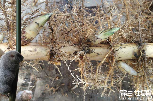 在漳浦養殖竹鼠容易嗎 在漳浦養殖竹鼠容易嗎