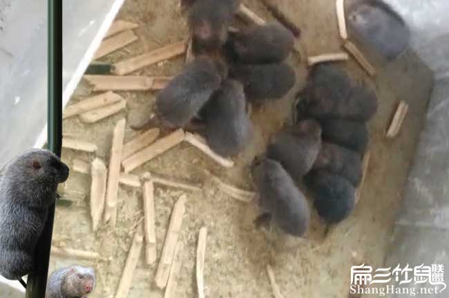 竹鼠種苗群養