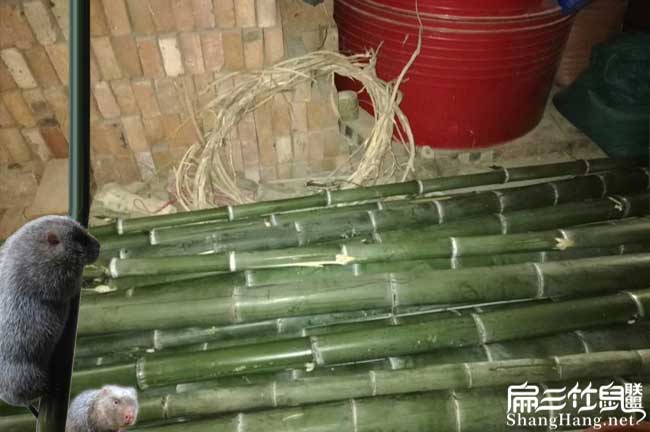 沒(méi)有竹子可以養殖竹鼠嗎？