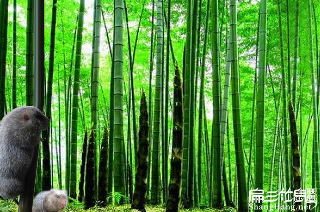 花兔竹鼠養殖交流