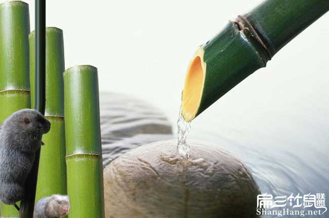 竹鼠養殖技術(shù)