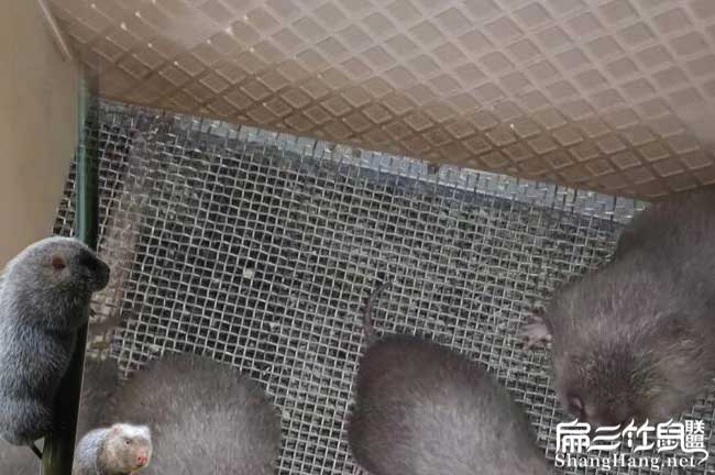 竹鼠養殖鋼網(wǎng)