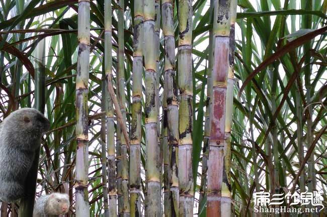 西藏長(cháng)治竹鼠養殖種苗基地 紅頰銀星商品場(chǎng)批發(fā)價(jià)格190對