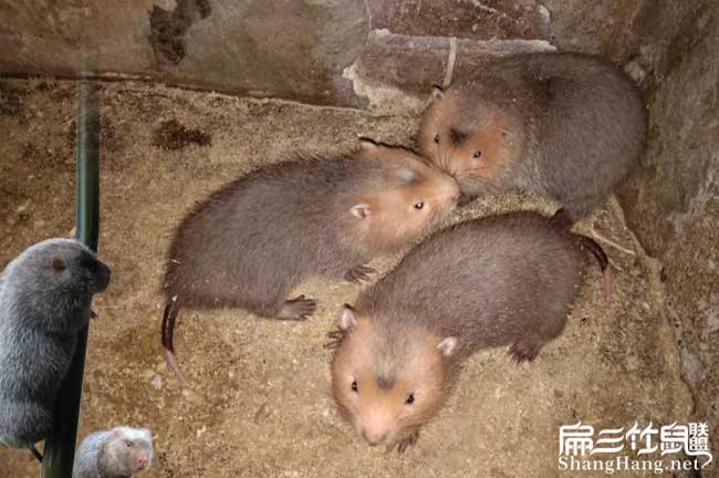 三只竹鼠