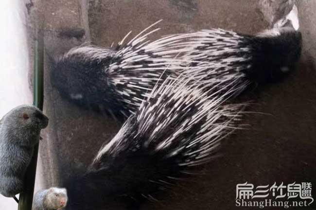 甘蔗種植銷(xiāo)售