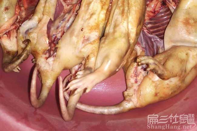 50對達州竹鼠種苗場(chǎng) 遂寧紅頰竹鼠養殖基地 要技術(shù)經(jīng)驗來(lái)