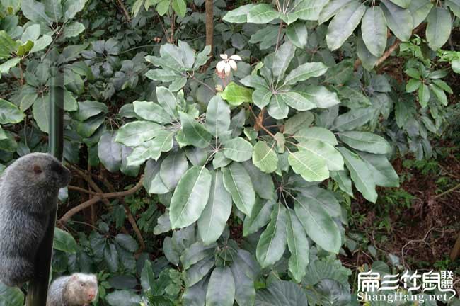 鴨腳木養殖竹鼠