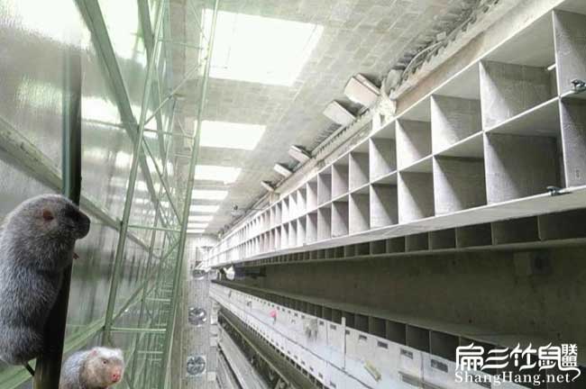 廈門(mén)竹鼠養殖場(chǎng)