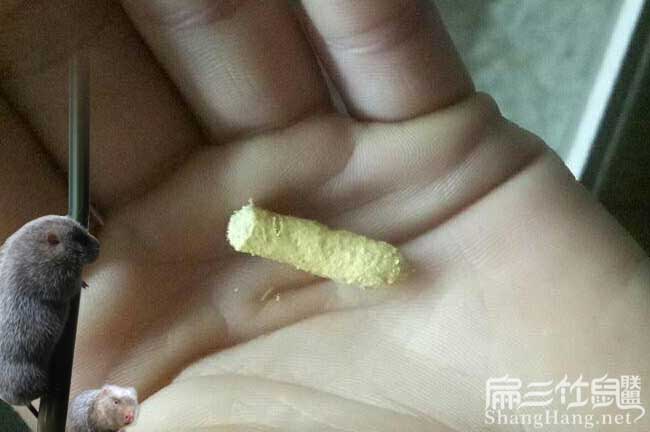 福建規模養殖竹鼠