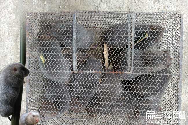 竹鼠銷(xiāo)售問(wèn)題