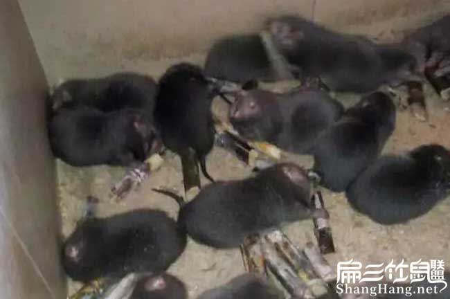竹鼠養殖套路