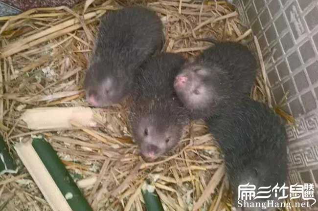 中國竹鼠場(chǎng)