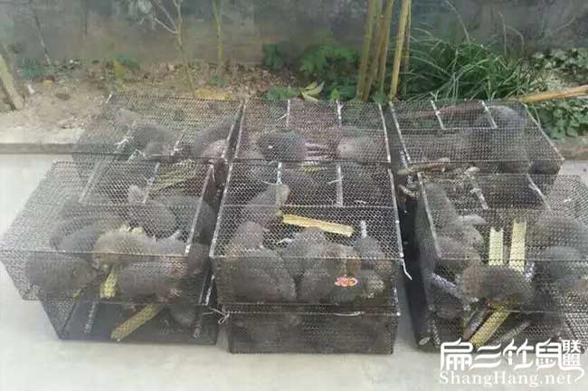 竹鼠銷(xiāo)售