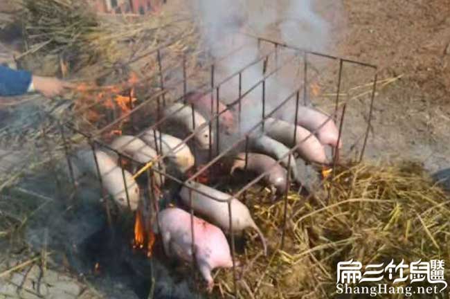 文昌竹鼠養殖