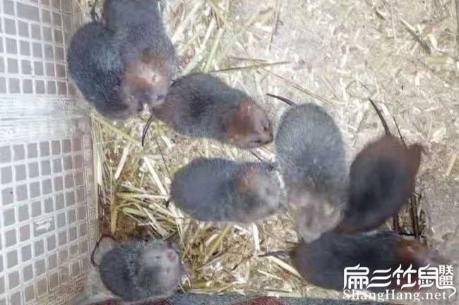 在晉安商品竹鼠多少錢(qián) 在晉安商品竹鼠多少錢(qián)