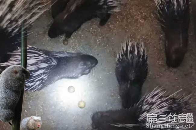 竹鼠養殖池子