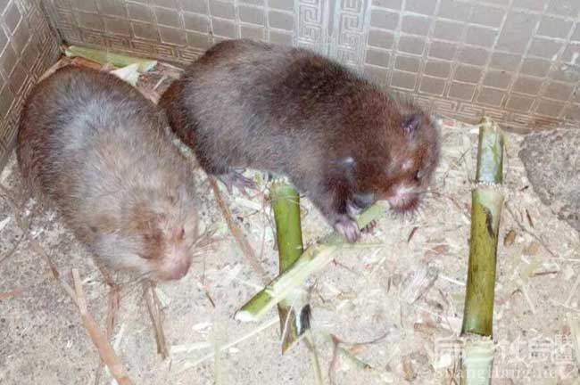 想養殖竹鼠、但沒(méi)有技 想養殖竹鼠、但沒(méi)有技
