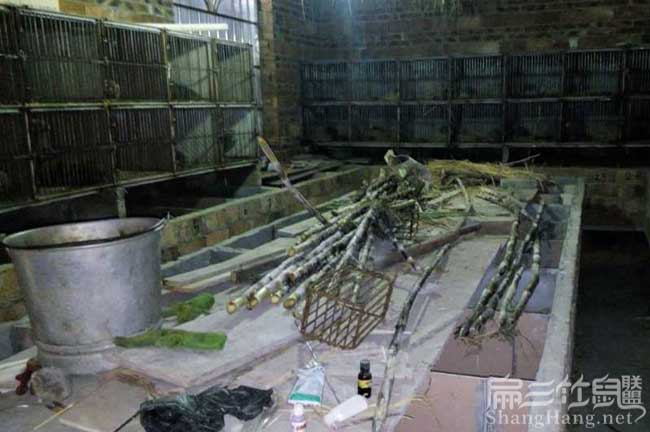 規模竹鼠養殖新手