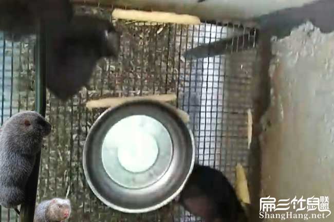 竹鼠養殖網(wǎng)底部