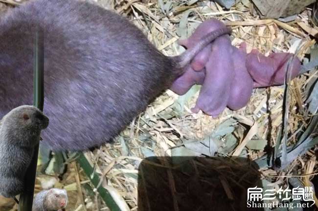 竹鼠繁殖率