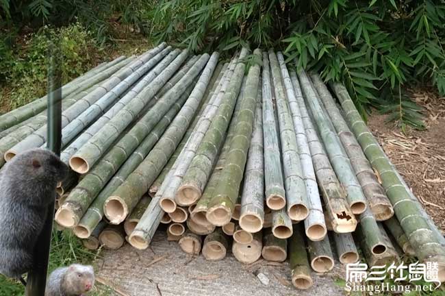 Why浙江竹鼠種苗養殖基地價(jià)格 便宜杭州溫州金華50-100對