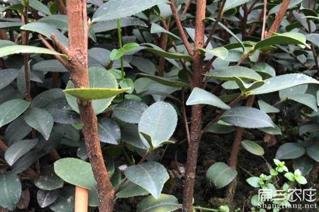 陽(yáng)朔嫁接油茶苗