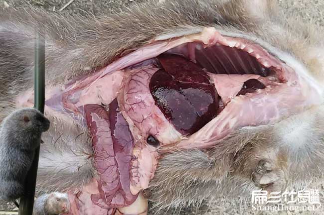 安慶竹鼠養殖技術(shù)