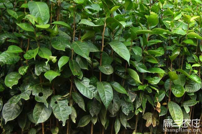 長(cháng)沙油茶苗批發(fā)