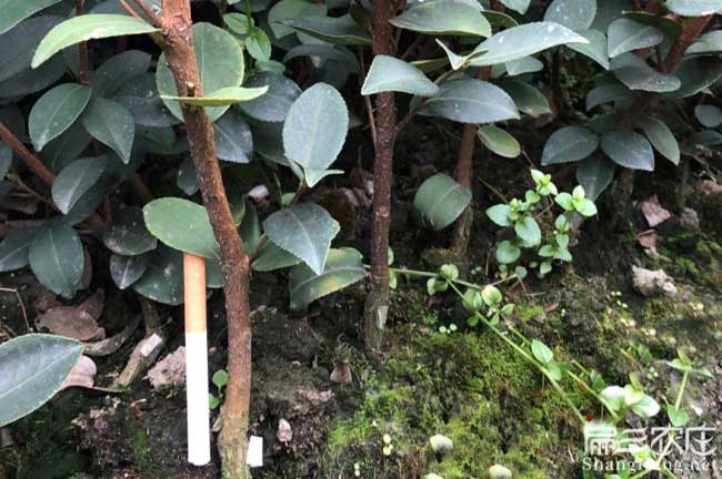 湖南油茶苗價(jià)錢(qián)