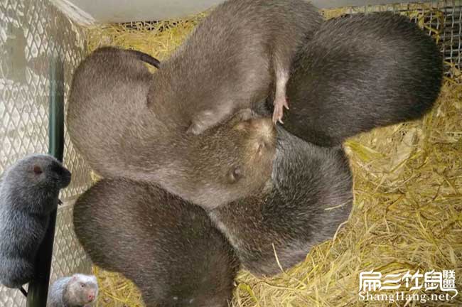 竹鼠養殖池子銷(xiāo)售