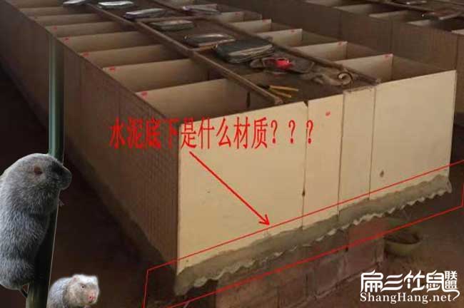 安慶竹鼠養殖