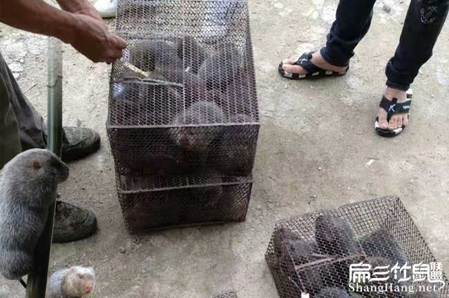 竹鼠養殖技術(shù)