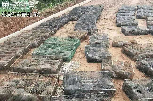 竹鼠銷(xiāo)售模式