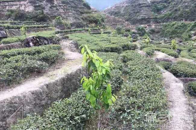 郴州油茶苗場(chǎng)