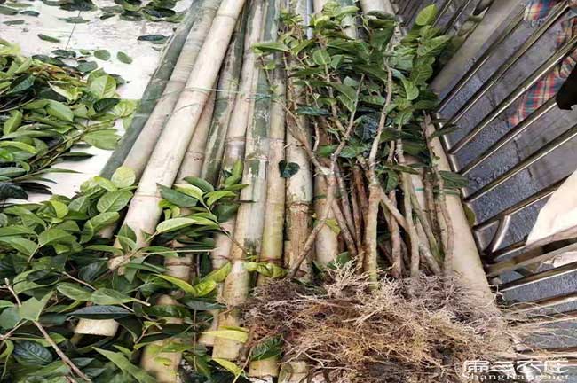株洲茶樹(shù)基地