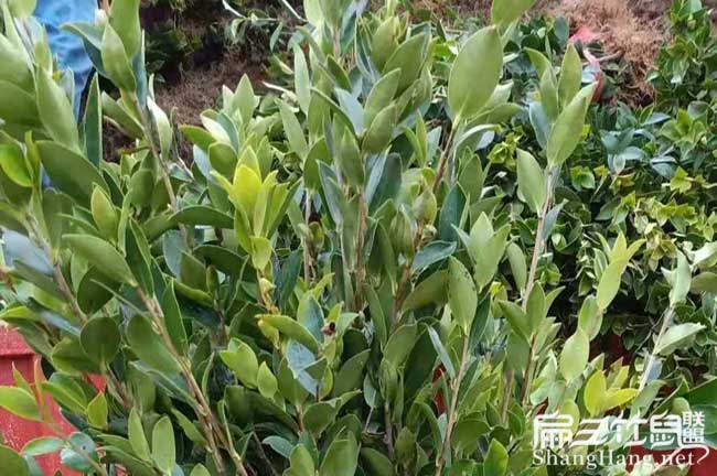 湘鄉茶樹(shù)苗