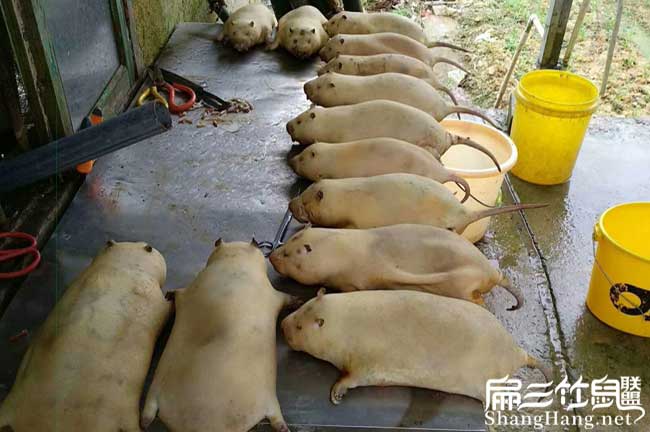 竹鼠現殺價(jià)格