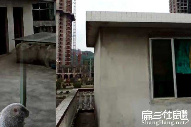 竹鼠養殖廠(chǎng)