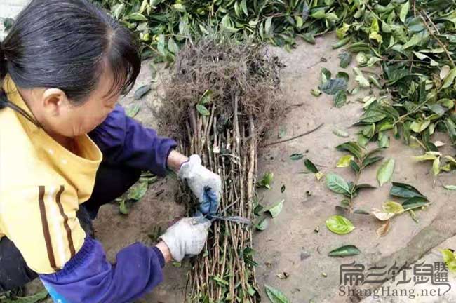 懷化油茶種植