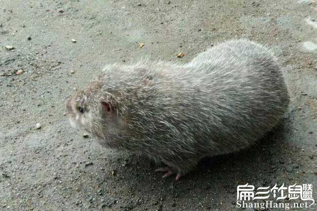 馬山竹鼠養殖