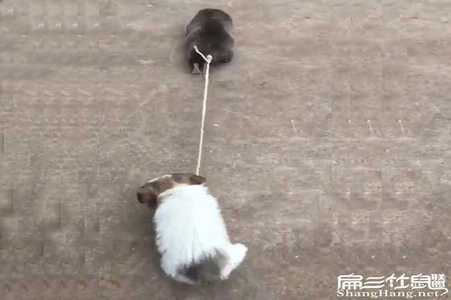 竹鼠拖著(zhù)狗